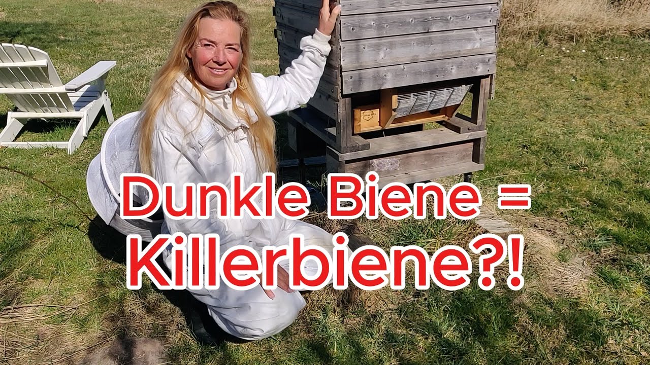 Dunkle Biene = Killerbiene?! Historisch aktuelles Imkerwissen voll ausleben (lassen)! Schwarmimkern