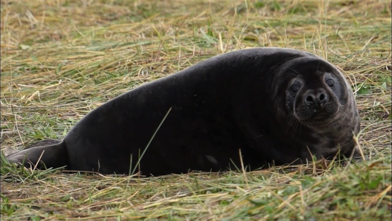 Donna Nook Grey Seal Colony 6th December 2018