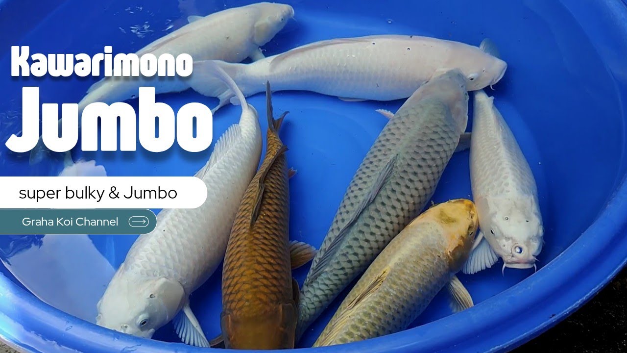 Eps 41‼️ Rivew Pejinak kolam, Ikan polos dengan body super JUMBO🥰