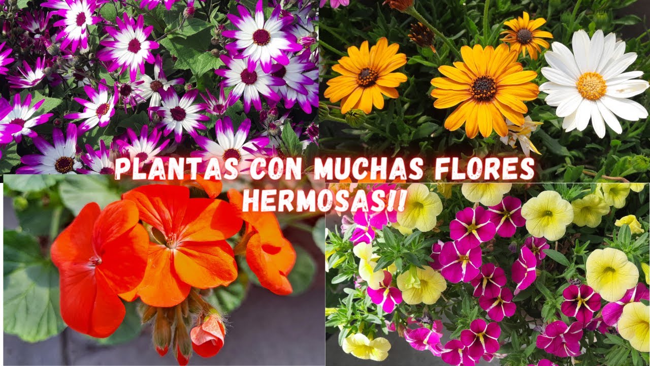 PLANTAS PERFECTAS para TENER un JARDIN LLENO de MUCHAS FLORES!!