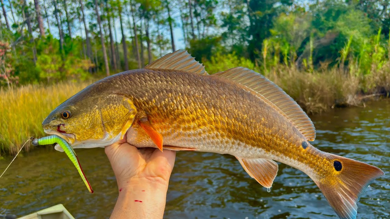 Catching a three man limit of redfish in the Mississippi marsh!￼