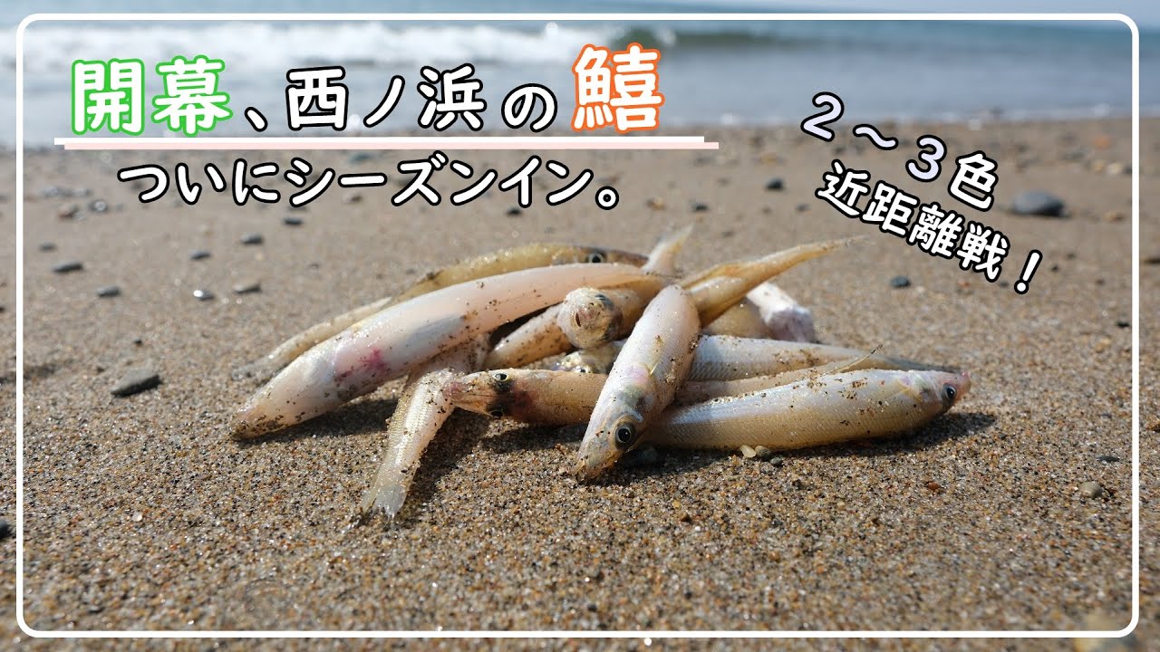 【投げ釣り調査】湾内でキスが釣れ始めたらしい【三河湾・西ノ浜】