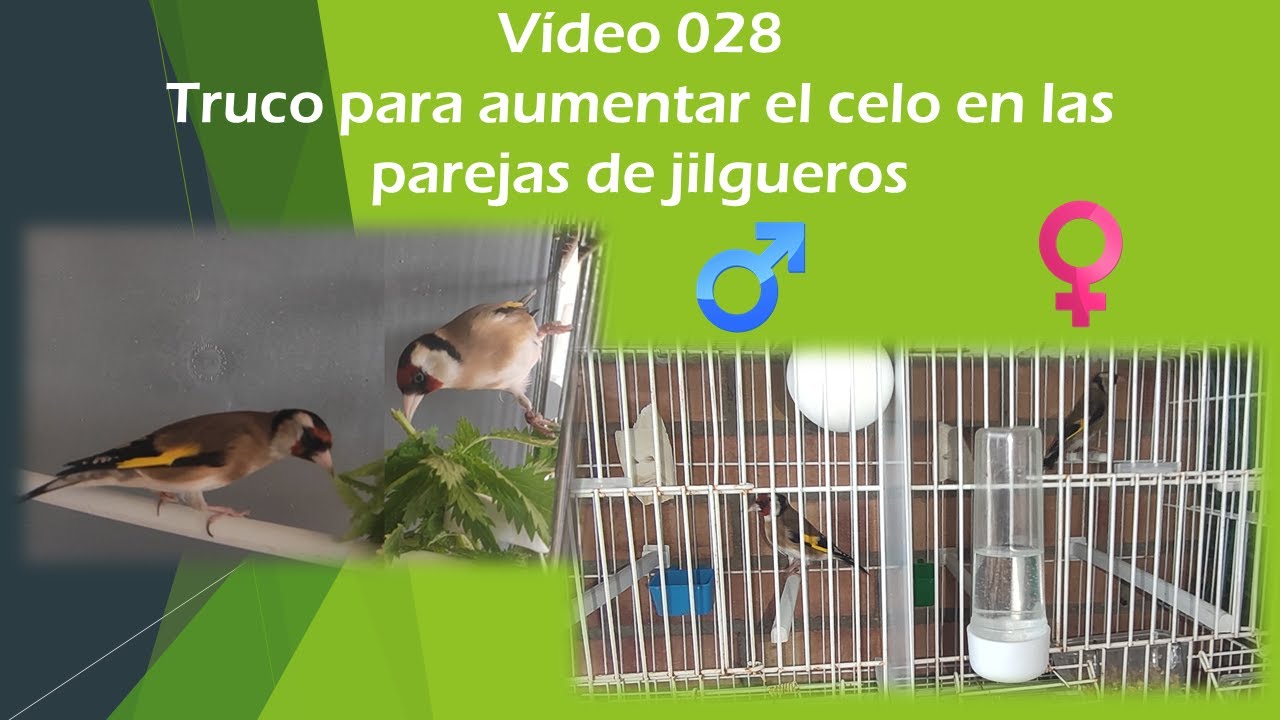028 TRUCO PARA AUMENTAR EL CELO EN LAS PAREJAS DE JILGUEROS