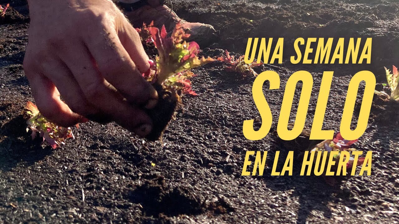 Siembras, Plantaciones, Cosecha y Más…