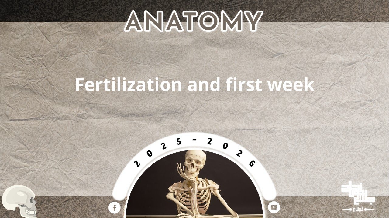 L10,11: Fertilization and first week of pregnancy; Embryology 3,4