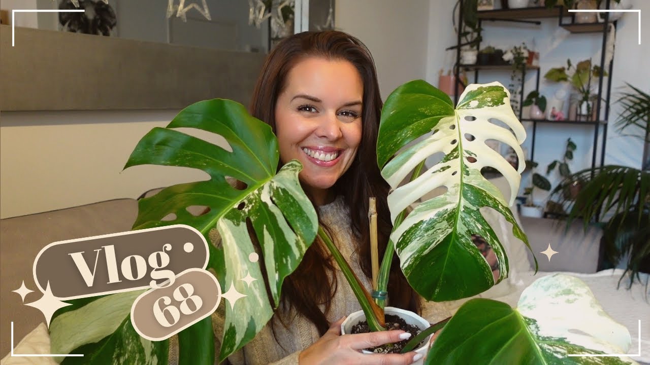 Graine d'anthurium, Alocasia Jacklyn, projet crochet |VLOG 68|