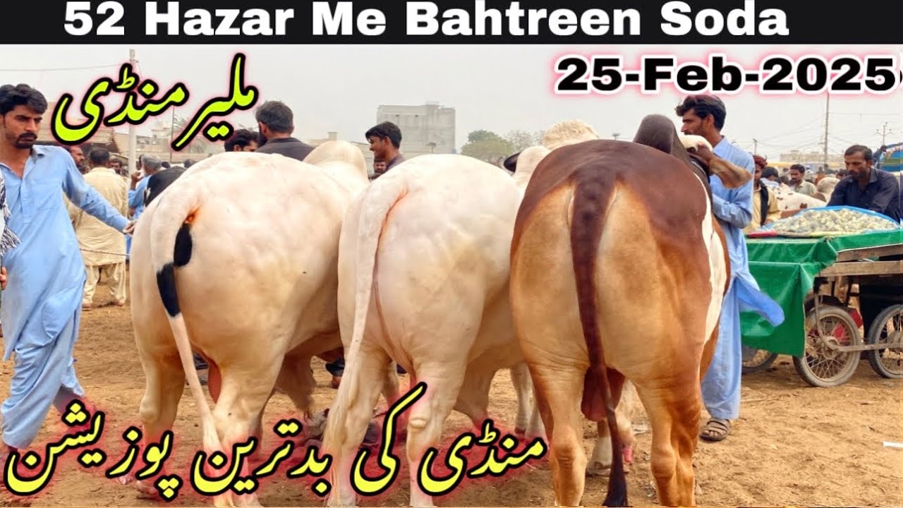 Malir Mandi Cattle Rates Update |25-Feb-2025| 2025 Ka Mal Agya😍Malir Mandi Update |Cow Mandi 2025