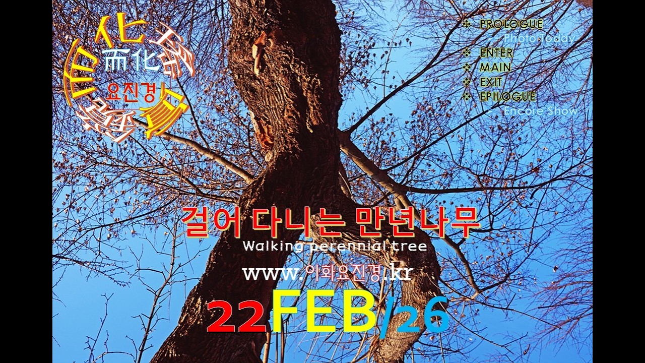 而化瑤眞鏡이화요진경 출사사진영상 0222'26 [걸어 다니는 만년나무 Walking perennial tree]