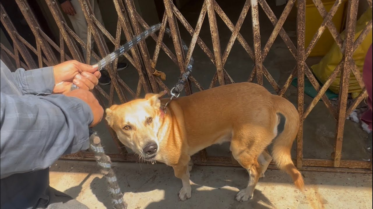 finnaly Cheeku ke nakhoon kat gye  || Anurag gwalior ||