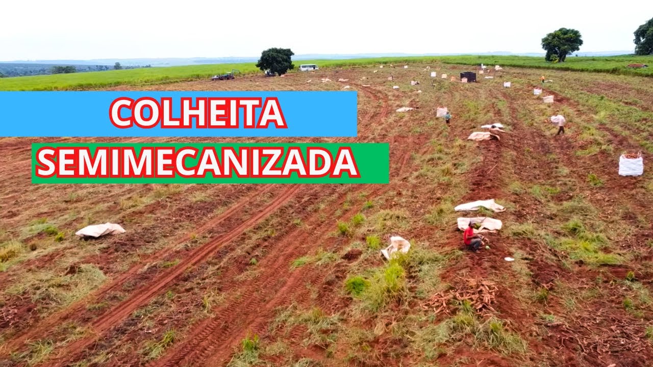 COLHEITA DE MANDIOCA - PREÇO Á VISTA R$ 0,95 A GRAMA NA RENDA