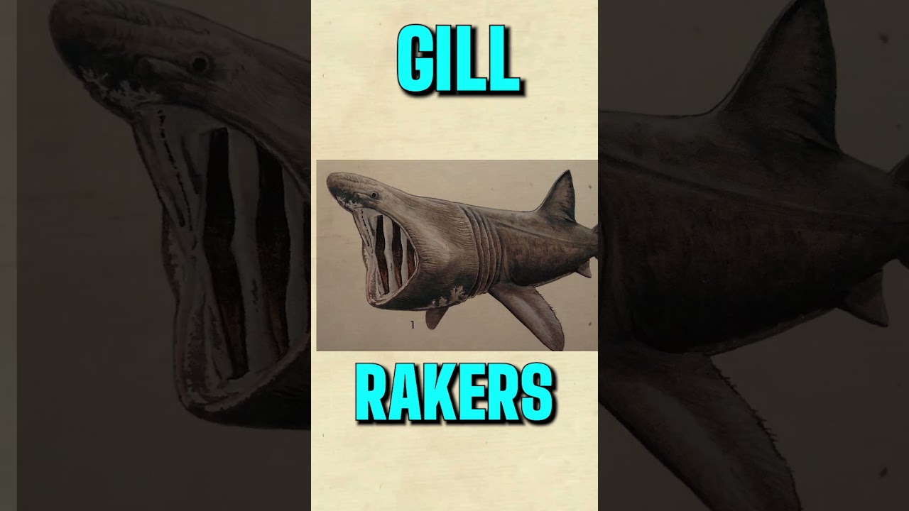 "The Majestic Basking Shark: Exploring the Gentle Giants of the Sea" 