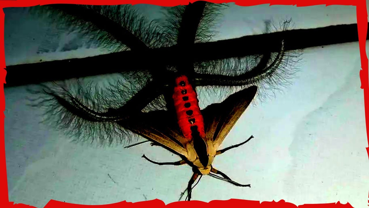 If You're Afraid of Bugs...Maybe Skip This Game | Moth House