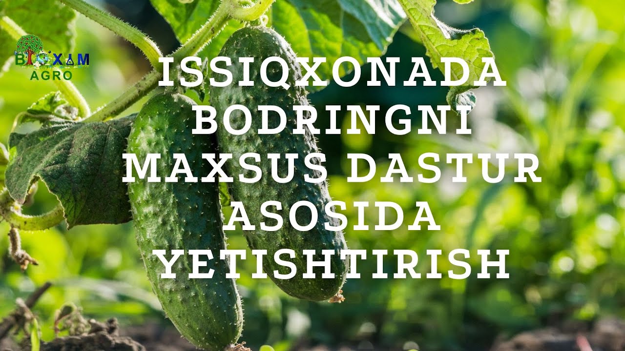 Issiqxonada bodringni maxsus dastur asosida yetishtirish. 1-qism