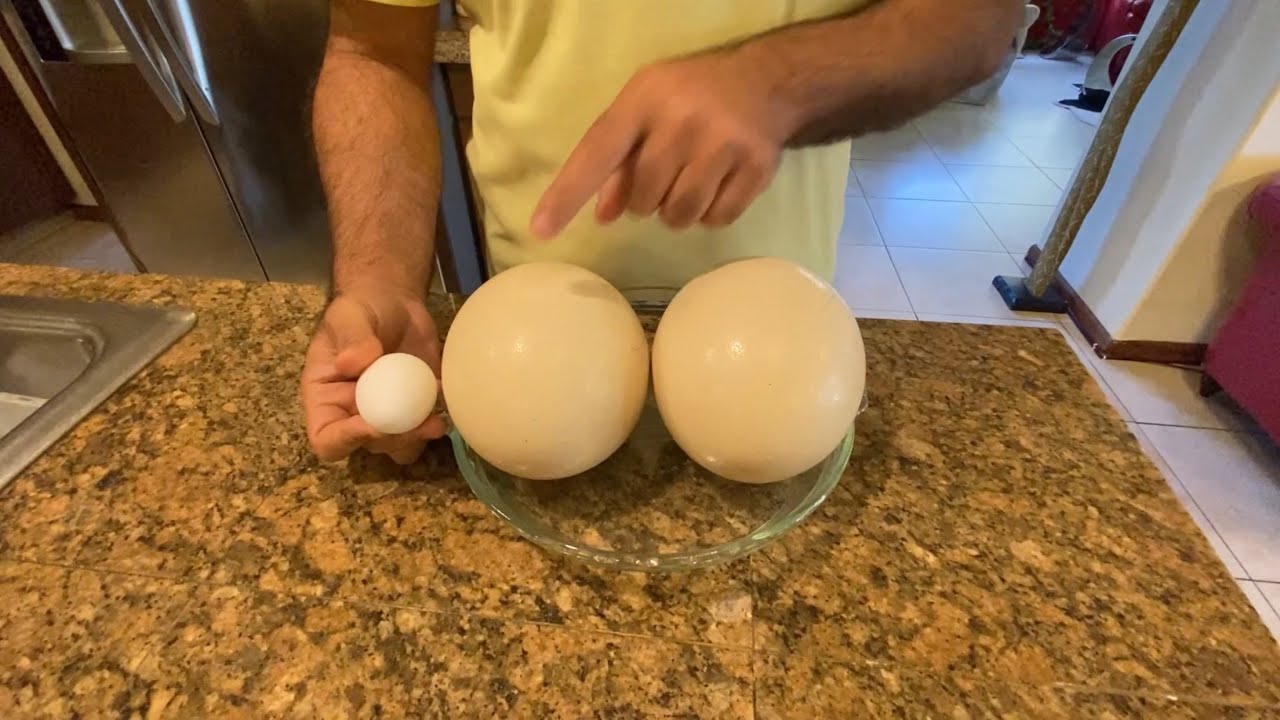 طبخ بيضة نعامه