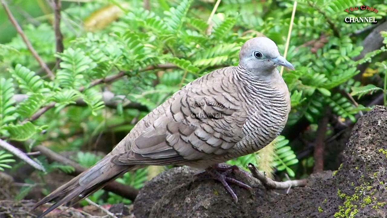 เสียงนกเขาชวา, สำหรับต่อ, เสียงที่นกป่าชอบ, Zebra Dove Sound