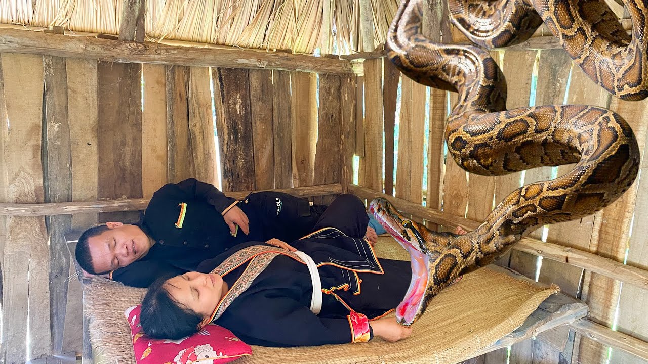 Giant Python Suddenly Attacks Dwarf Family While They're Sleeping | Miraculous Escape