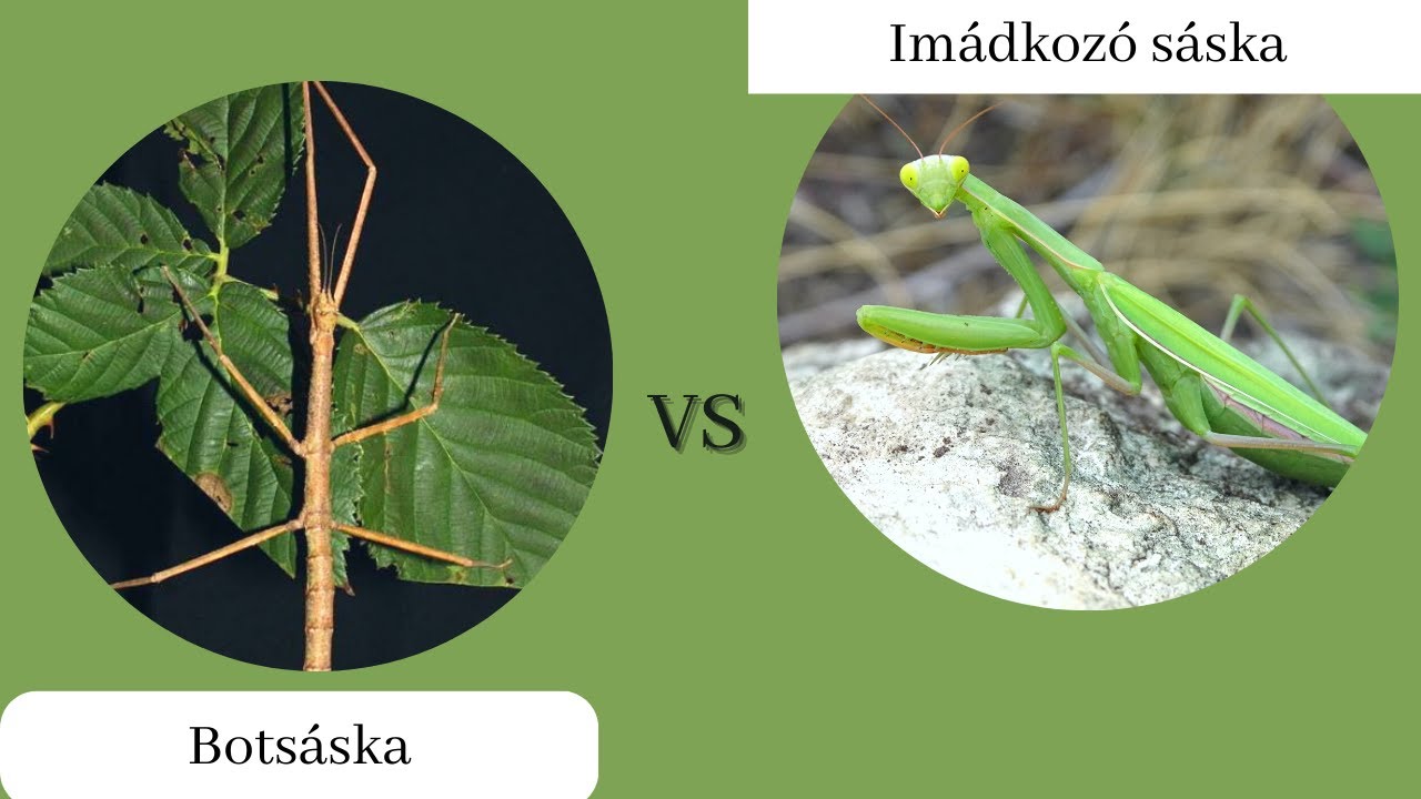 Botsáskák és imádkozósáskák. Hasonlóak, vagy mégsem?