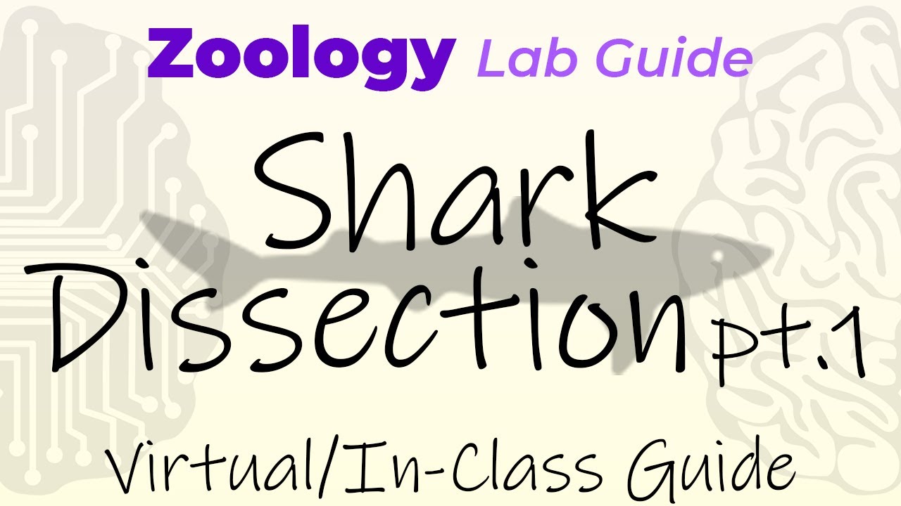 Dogfish Shark Dissection - Part 1: External & Brain Anatomy - Virtual/In-Class Guide - Zoology