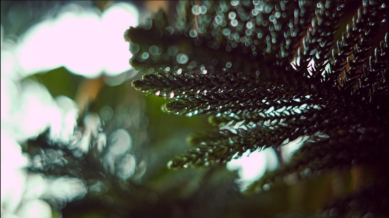 Rainy Ambiance Cine_Aerial Short Video