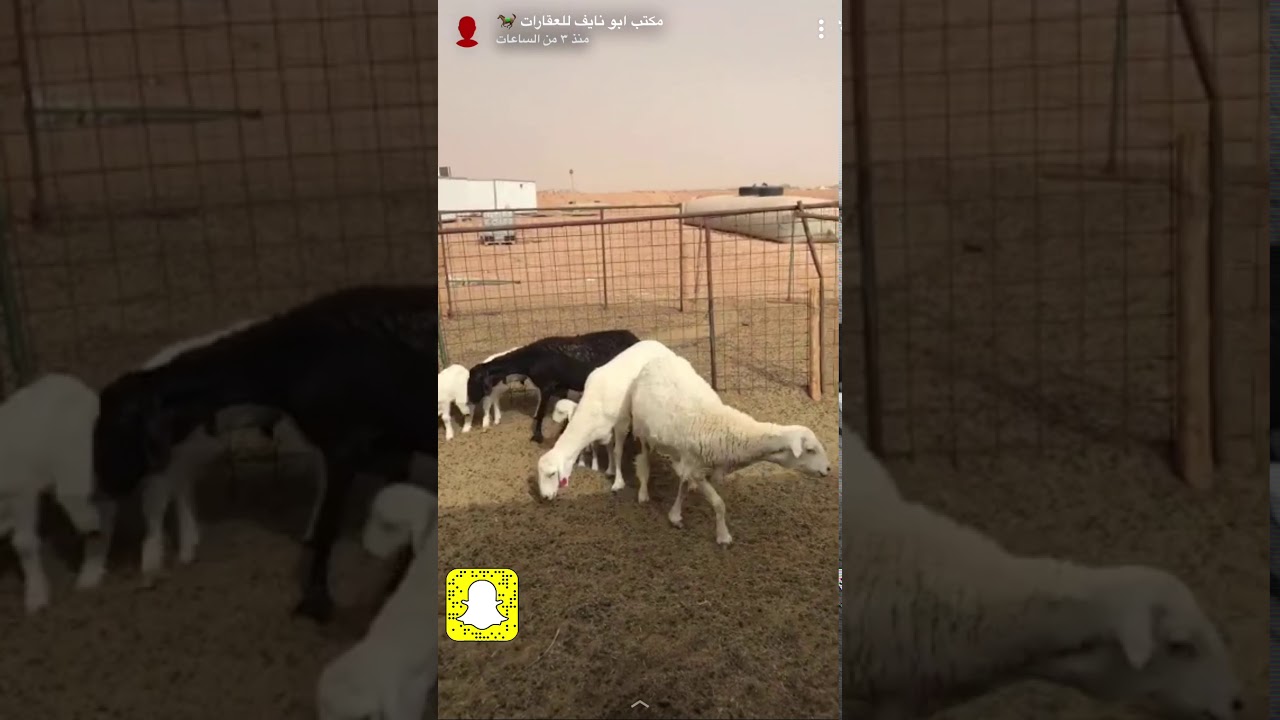 الاسفنجات والسيدر للاغنام والفرق بينهما وايهما أخطر ومن في الغالب يكون مجبر على استخدامها لأغنامه