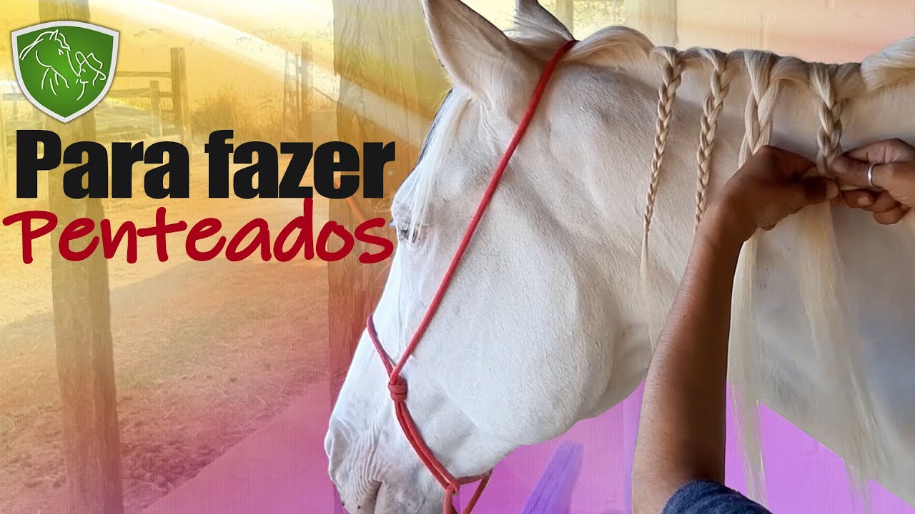 Como fazer penteado em cavalo - o básico para QUALQUER penteado!