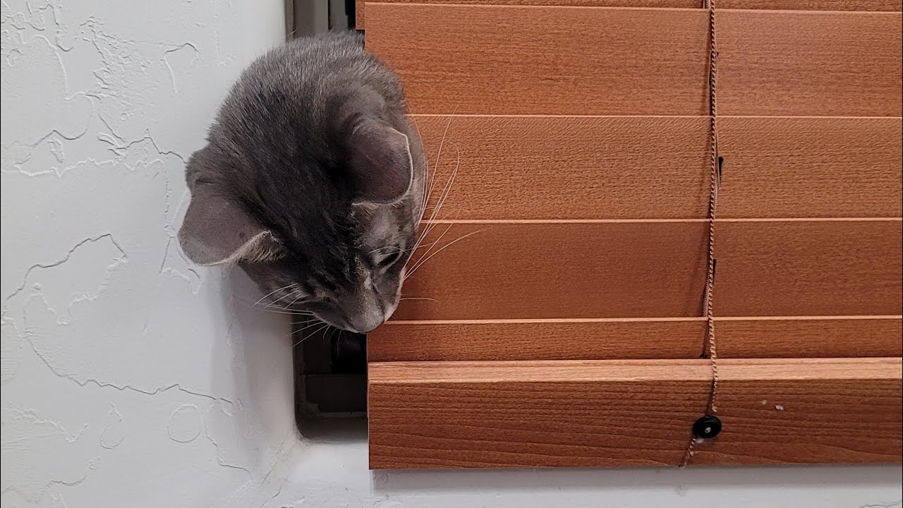 Wilson & Claire this AM น้องวิลซันน้องแคลร์เช้านี้ #wilsonandclaire #cats #น้องวิลซันน้องแคลร์ #แมว