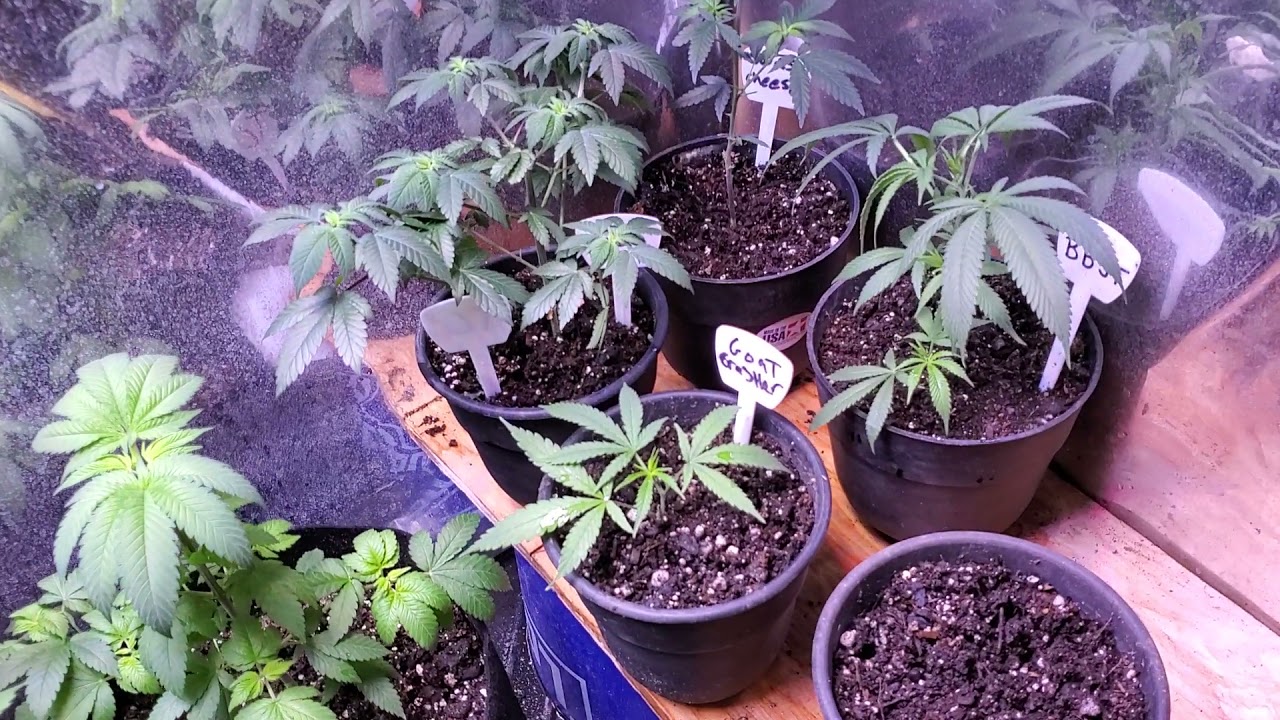 Mrdank Weed update new nutrients great white and mycos