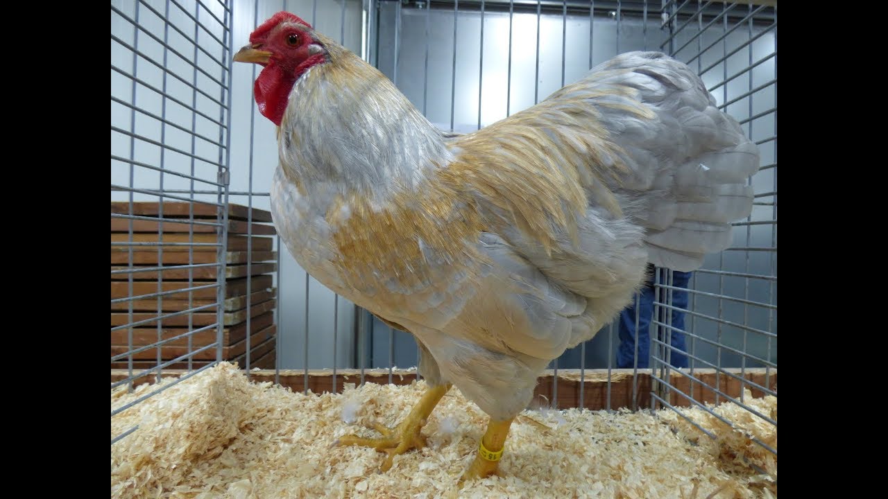 Young Animal Day, Dutch Wyandotte Club 2017