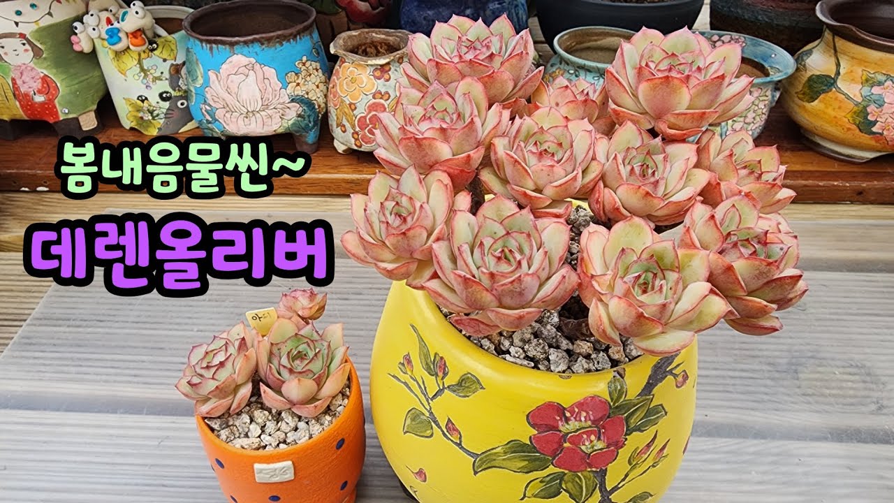 260313 묵둥이데렌올리버!화사한란다자리분에봄을담아보아요^^