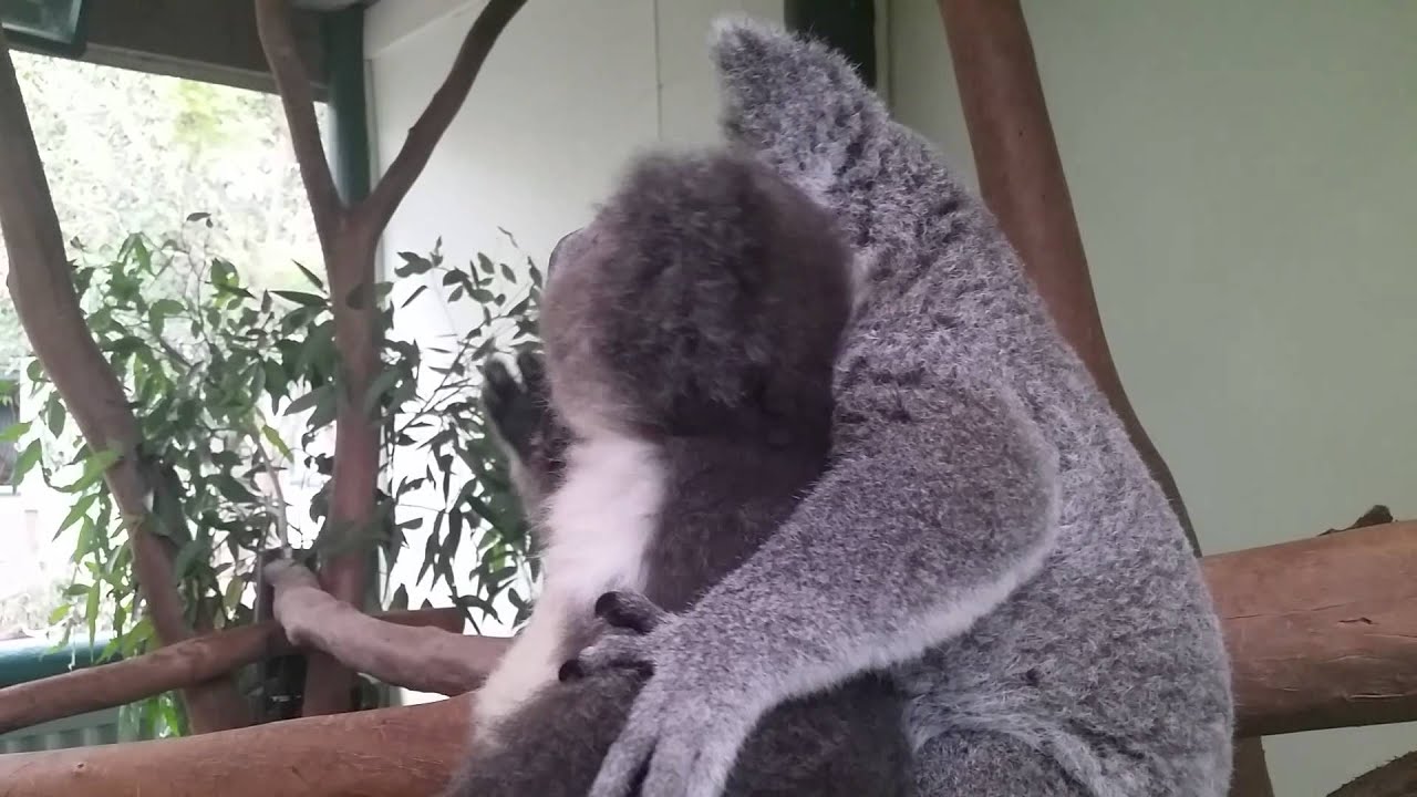Archer the Koala with best friend Aria