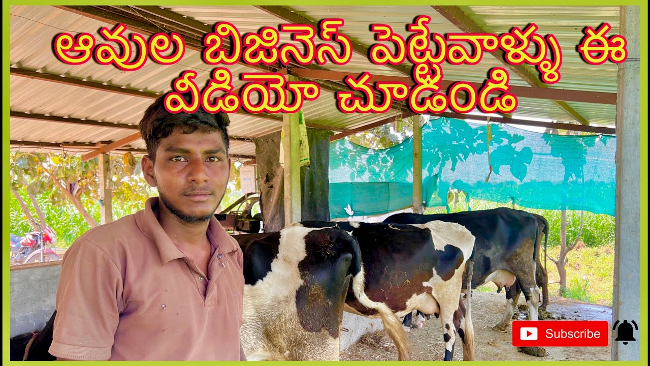 ఆవుల 🐄బిజినెస్ పెట్టేవాళ్ళు ఈ వీడియో చూడండి #like #cow #buffalo  #dairy 🐄
