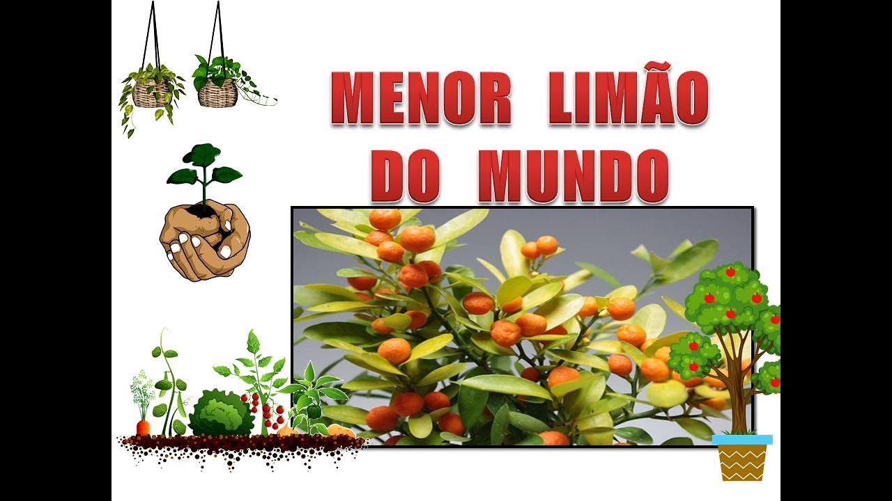 MENOR LIMÃO DO MUNDO, LIMÃO KINZU EM VASO/ OUTUBRO 2021