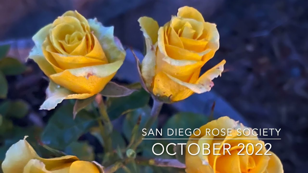 Propagating Roses Using Own Root Cuttings and Grafting presented by the San Diego Rose Society
