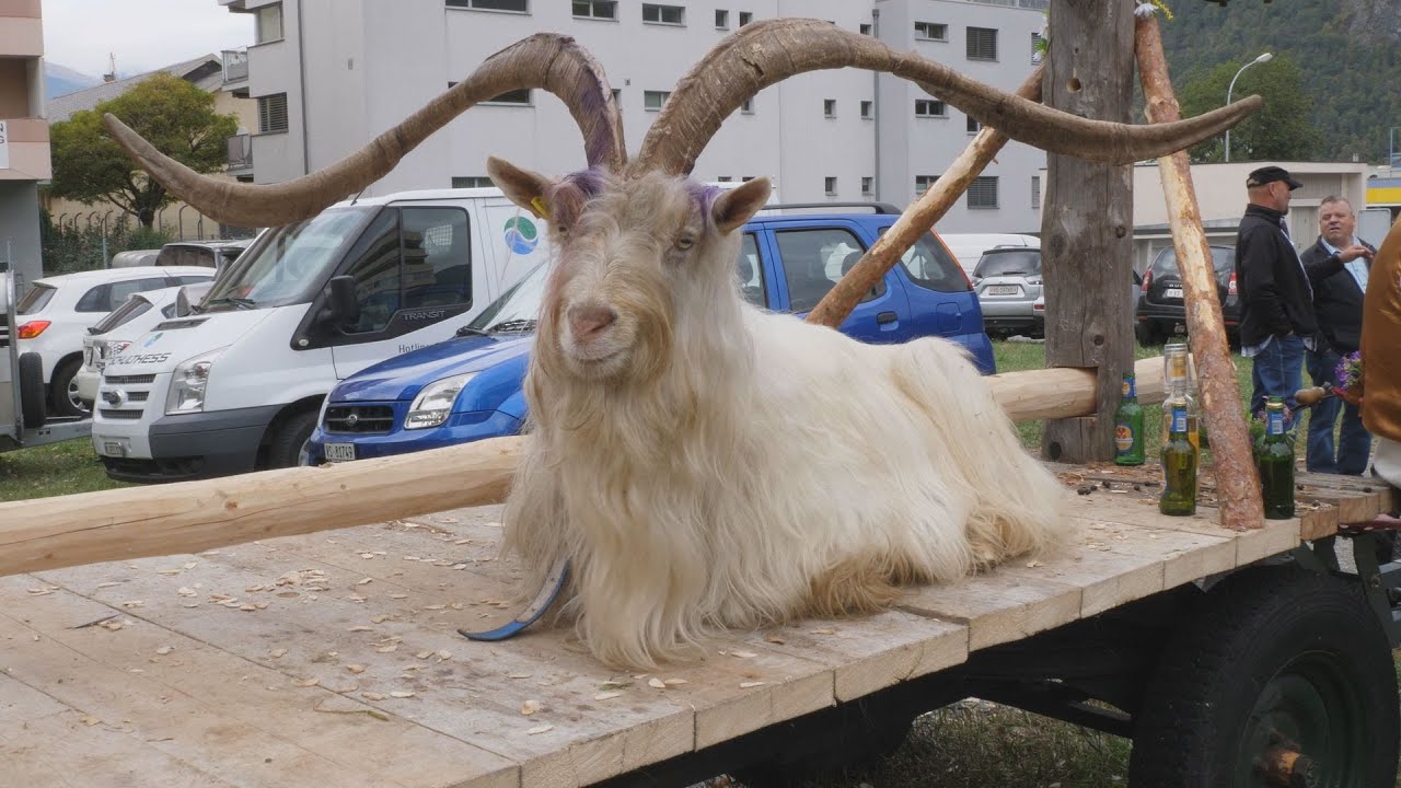 Swiss Goat Festival