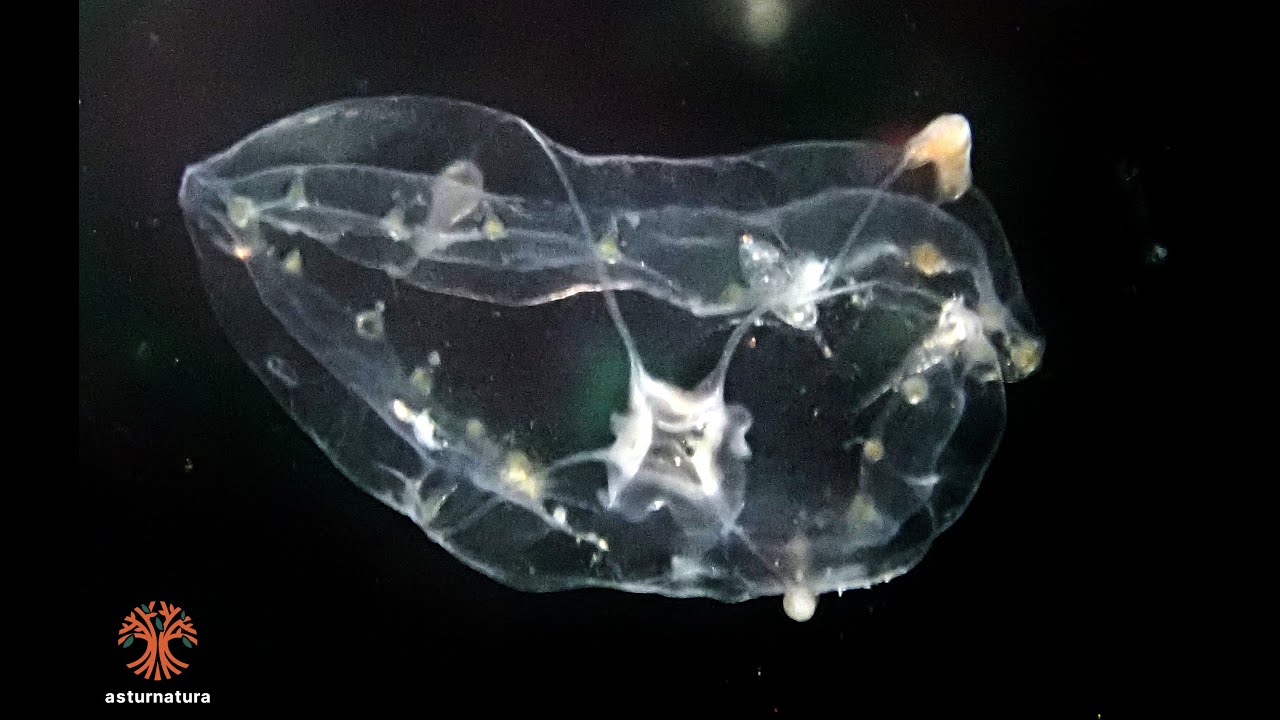 Clytia hemisphaerica