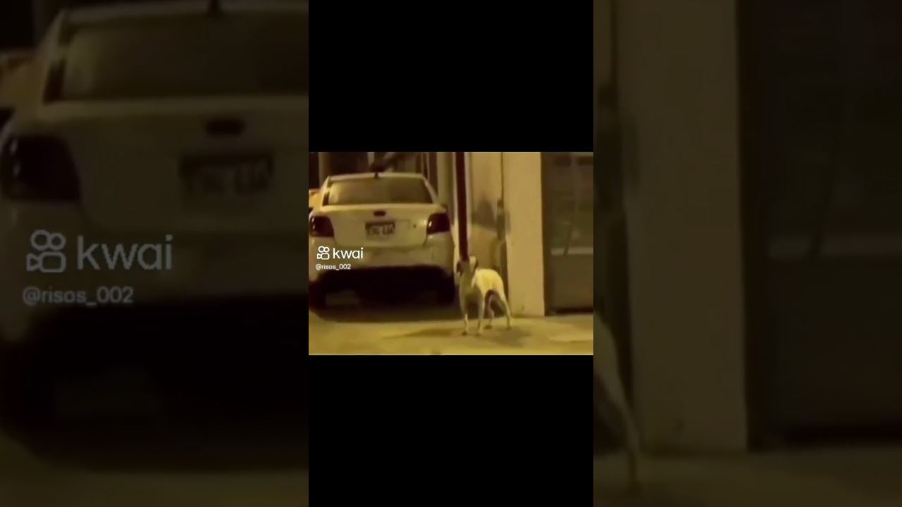 cachorro cortando de giro no latido kkkk🤣🤣 Segue nossa página vídeos divertidos todos os dias ☑️✔️