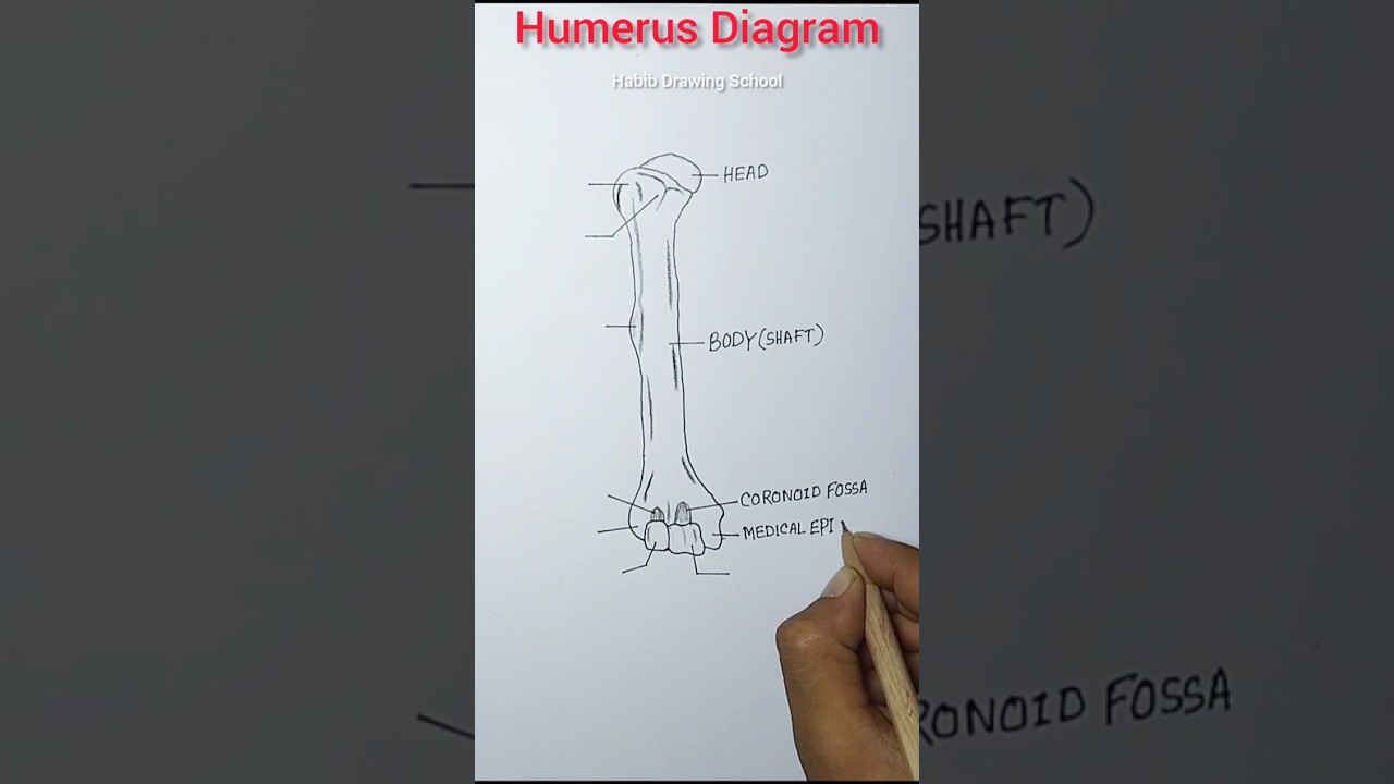 How to draw humerus #shorts #humerusdrawing #humerus