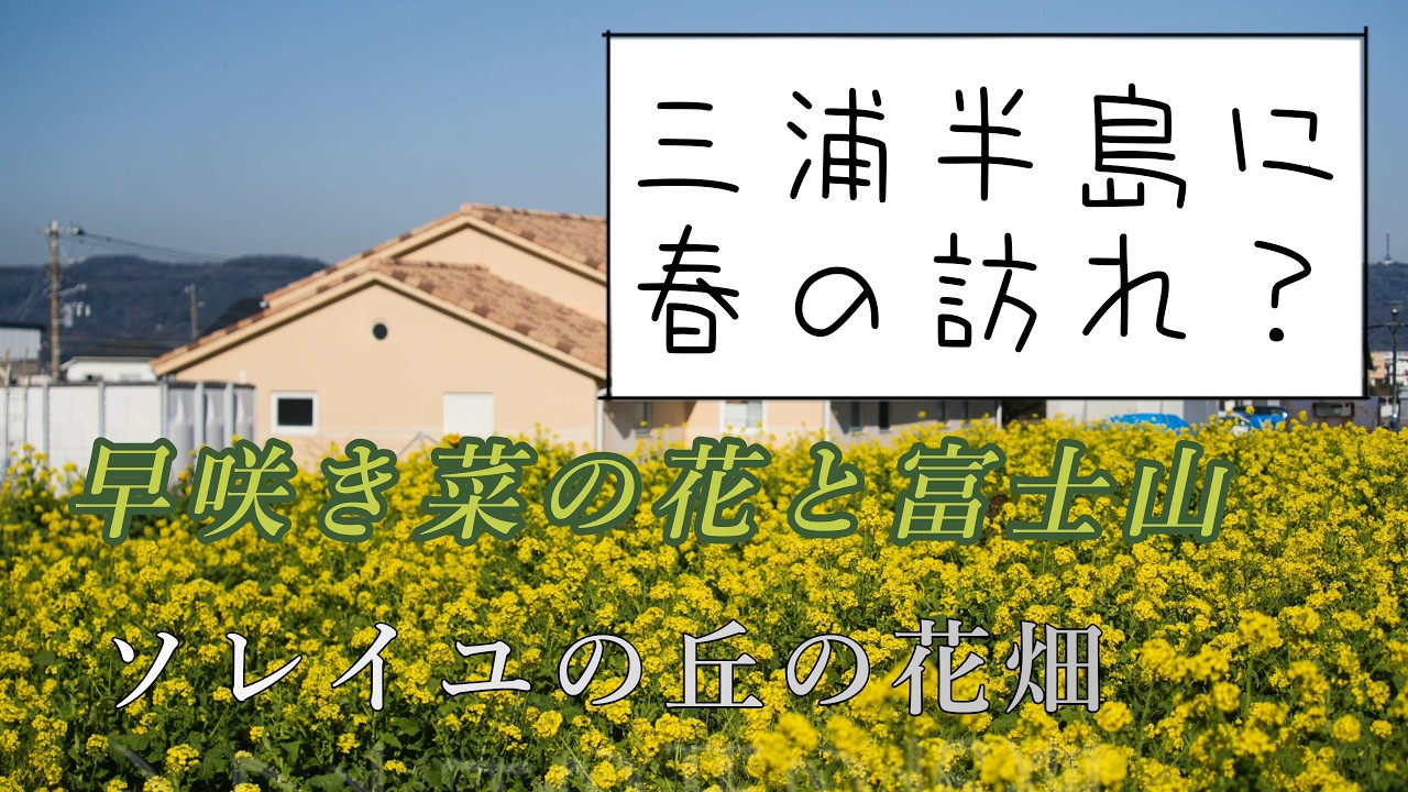 ソレイユの丘に咲く、早咲き菜の花と富士山、一足早い春の訪れを感じる花畑でお散歩を楽しむ　＃自然界隈