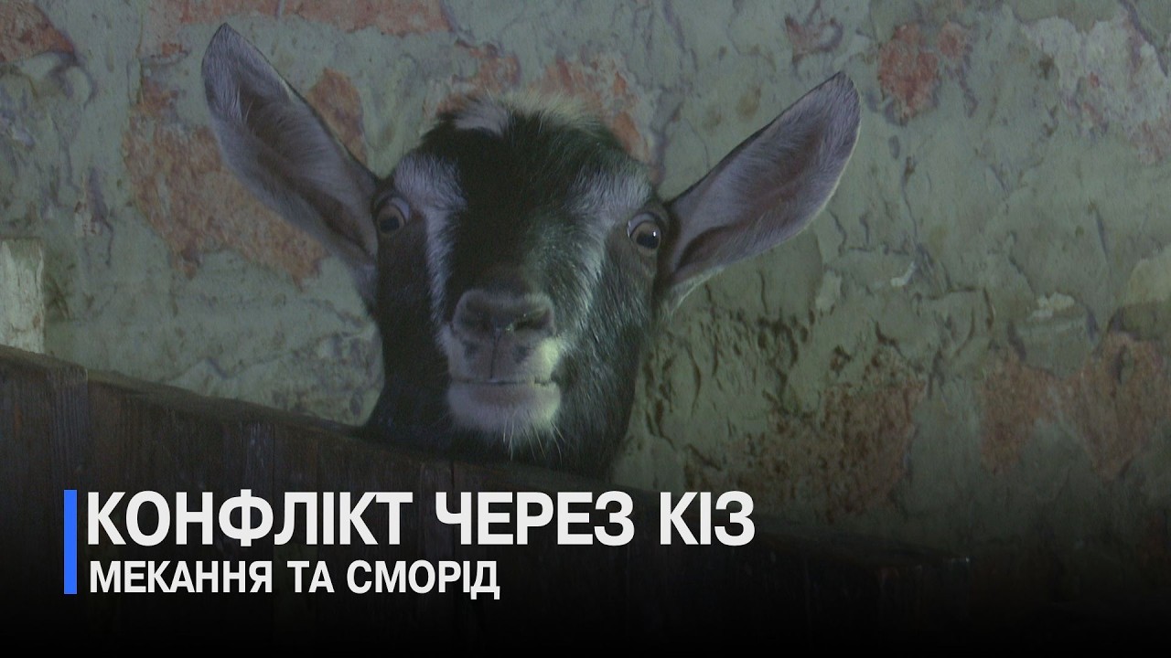 Змусили покинути дачу: сусіди завели кіз, а страждають сусіди