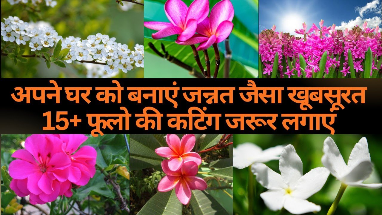 Feb March me lgaye ye khubsurat flowers ki cutting!! Garden ko de awesome look