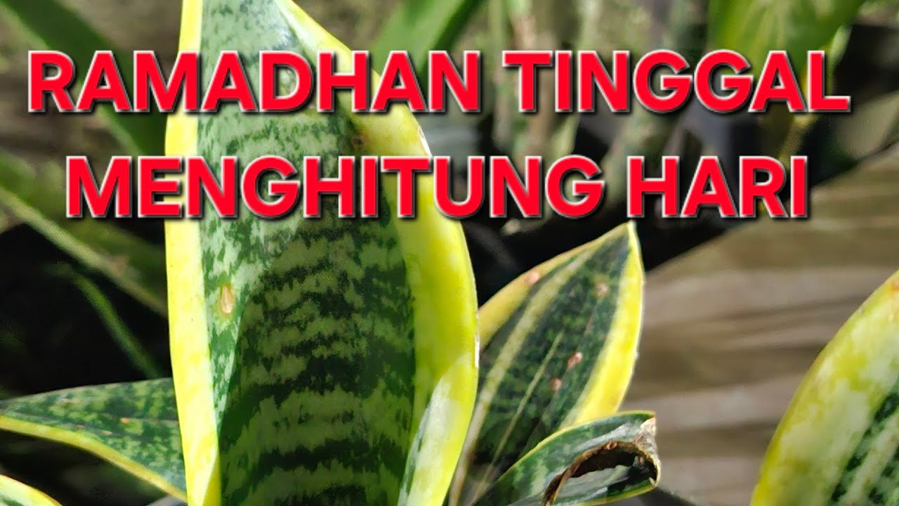 SELAMAT MALAM BOSKUH