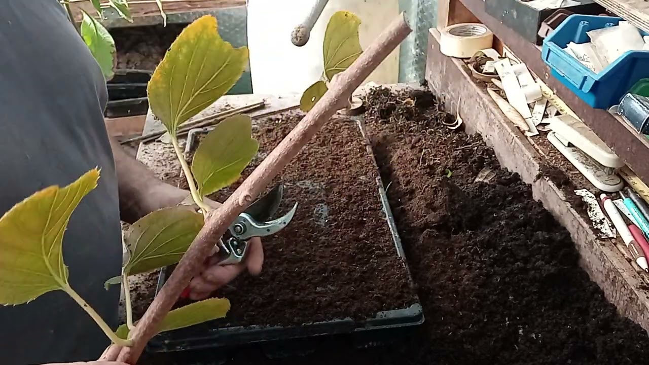 Mini Kiwi vermehren
