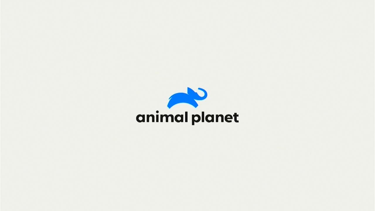 Animal Planet (Latinoamérica) • Compilado Gráfico (2019-)
