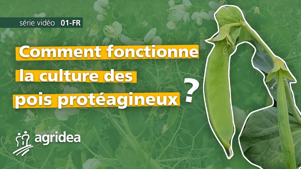 Comment fonctionne la culture des pois protéagineux ?