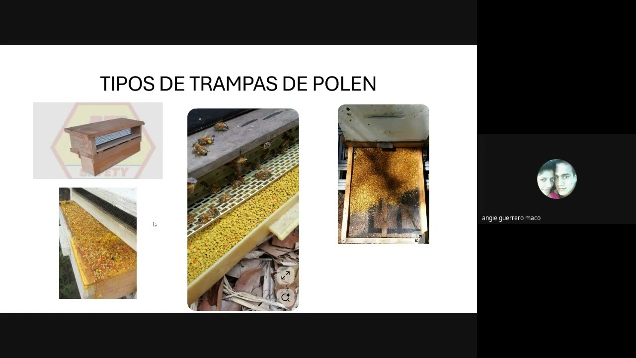 🐝🍯 𝐏𝐑𝐎𝐃𝐔𝐂𝐂𝐈𝐎́𝐍 𝐃𝐄 𝐏𝐎𝐋𝐄𝐍, 𝐉𝐀𝐋𝐄𝐀 𝐑𝐄𝐀𝐋 𝐘 𝐏𝐑𝐎́𝐏𝐎𝐋𝐄𝐎