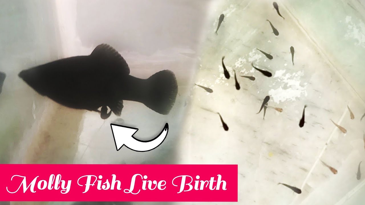 Black molly giving birth | @Daringduo