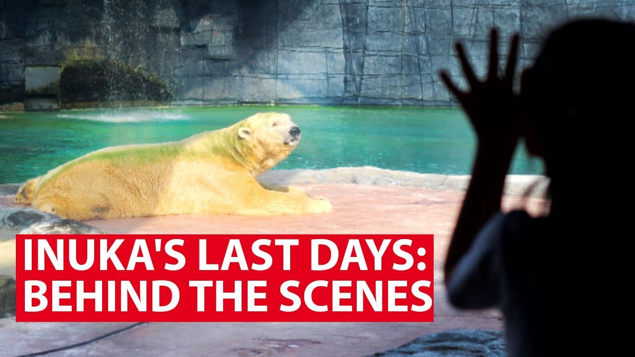Inuka's Last Days: Behind The Scenes With Singapore's Last Polar Bear | Talking Point | CNA Insider