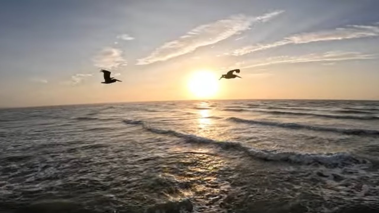 Sunrise Over the Ocean. 1 Hour of Calming Ocean Sounds. Seabird Watch.