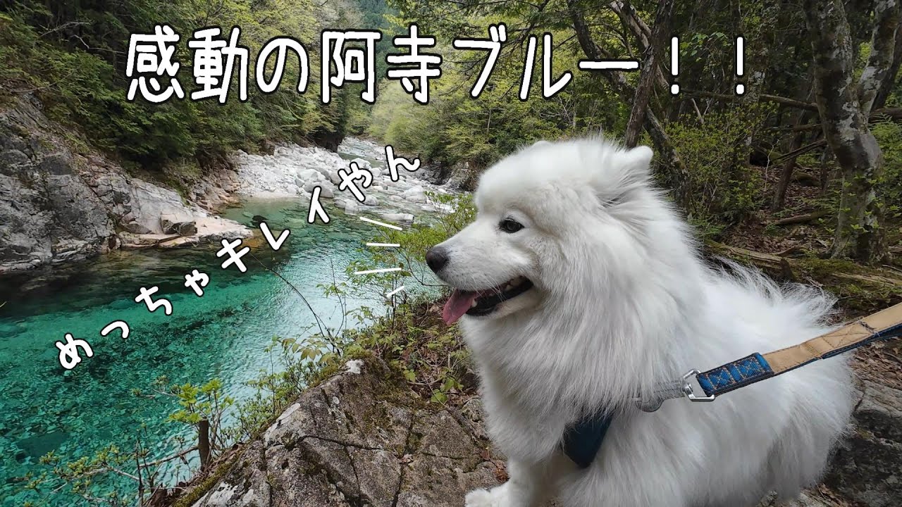 犬旅　サモエド ラルジュ、阿寺渓谷へ行く。阿寺ブルーに感動！