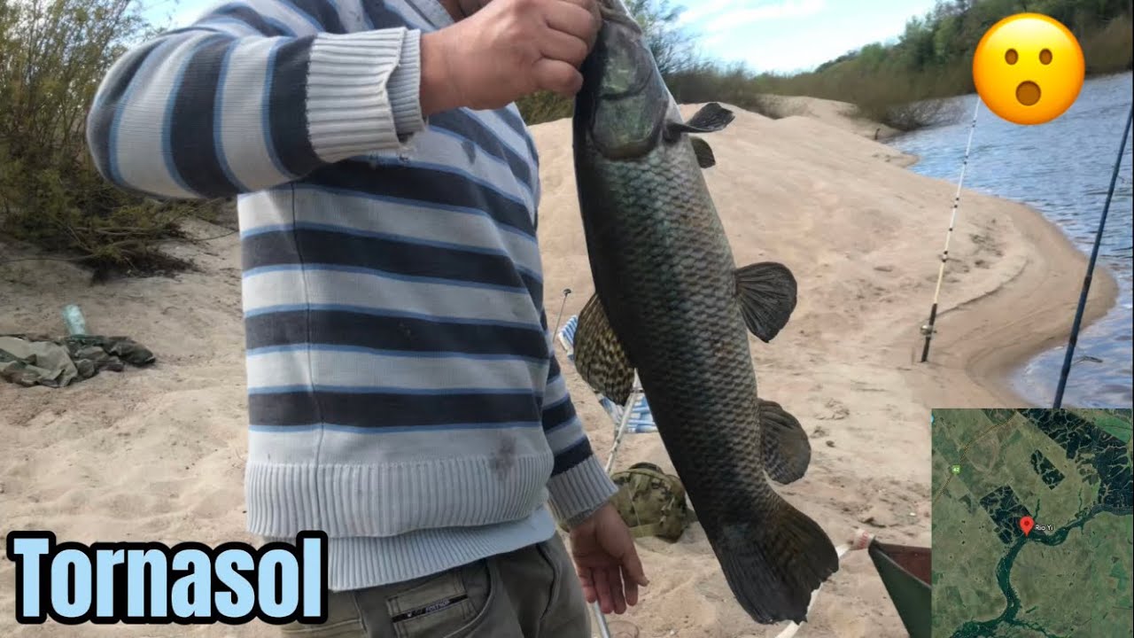 UNA AVENTURA INCREÍBLE POR EL RÍO YI URUGUAY PESCA Y COSINA!! #parati #viral #tornasoles